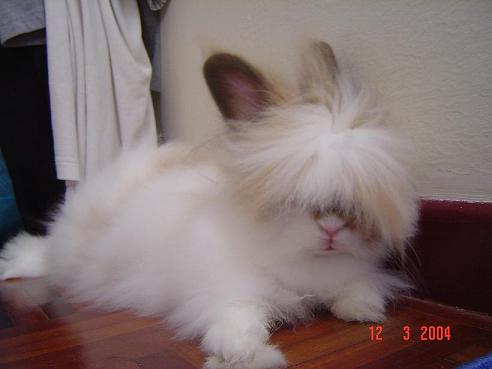 Bunny Hairstyle of 2004!