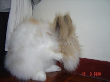 Fluffy grooming...