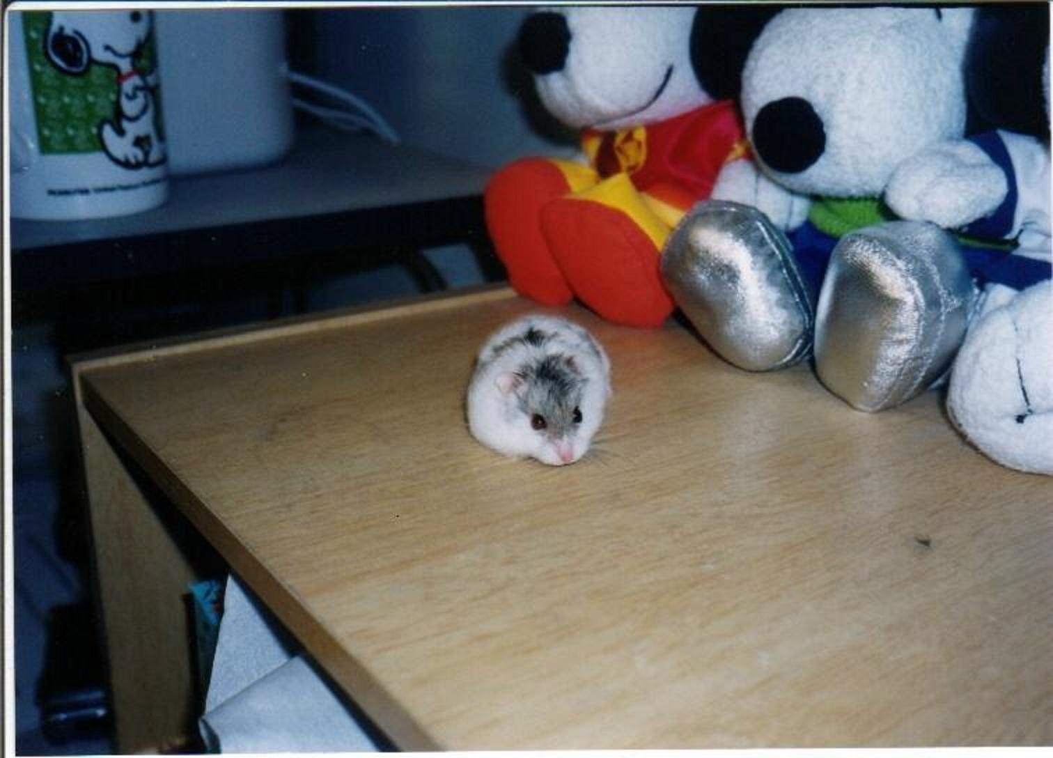 TinyWhite