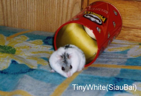 TinyWhite