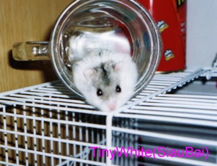 TinyWhite