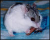 TinyWhite
