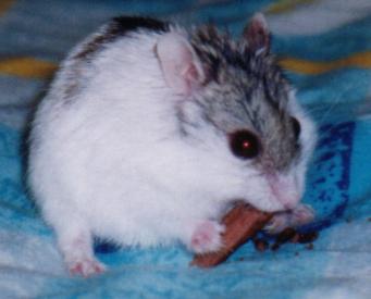 TinyWhite