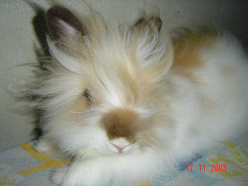 My rabbit, Fluffy