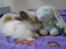 Fluffy kissing Bunny toy..
