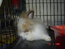 Fluffy ready to sleep...