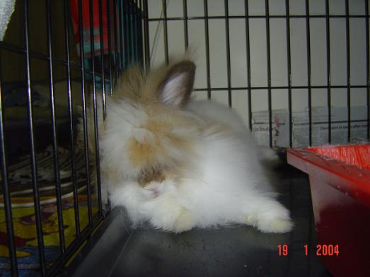 Fluffy ready to sleep...