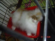 Fluffy
