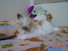 Fluffy