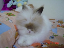 Fluffy resting..