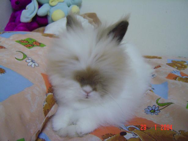 Fluffy resting..