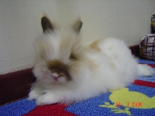 Fluffy, resting..