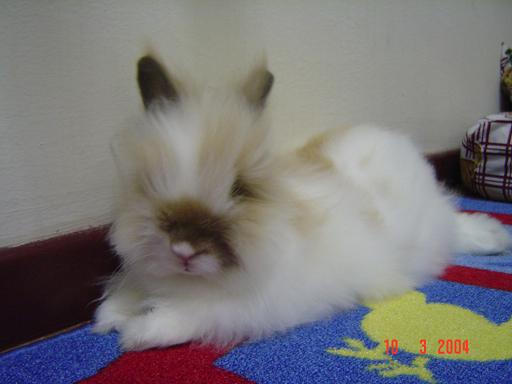 Fluffy, resting..