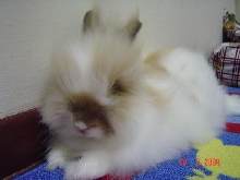 Fluffy, resting on carpet.