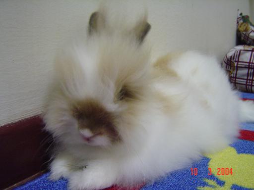 Fluffy, resting on carpet.