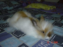 Fluffy sleeps....