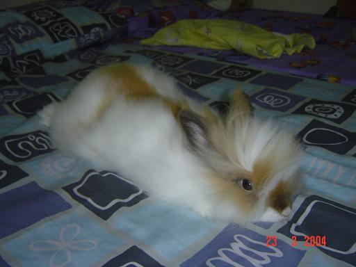 Fluffy sleeps....