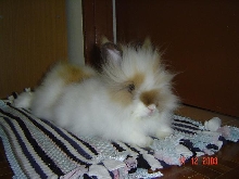 Fluffy