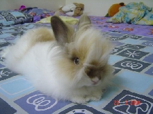 Adorable Fluffy!