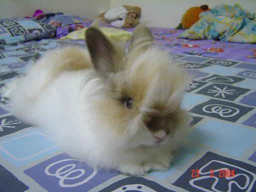 Adorable Fluffy!