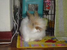 Fluffy outside the cage
