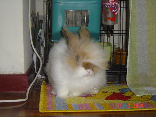 Fluffy outside the cage