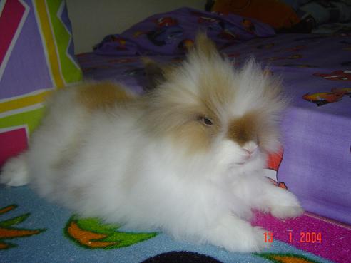 Fluffy
