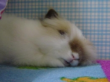 Fluffy sleeping