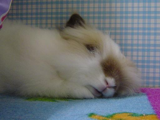 Fluffy sleeping