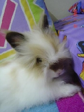 Fluffy