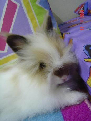 Fluffy