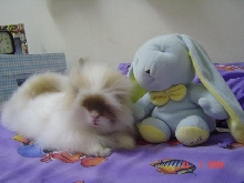 Fluffy & Bunny toy...