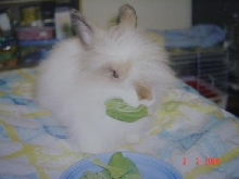 Young Fluffy