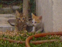 Stray kitties