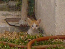 Stray Kitten