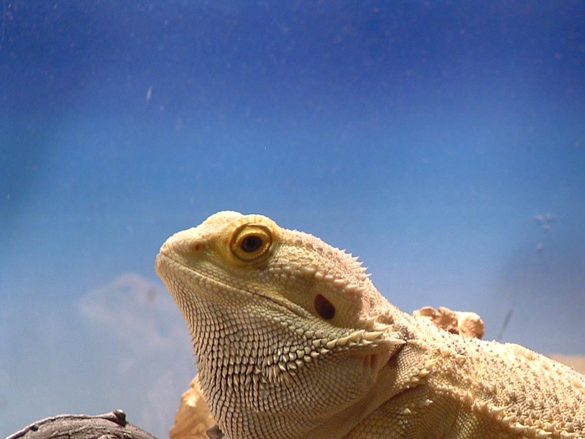 Puff the Magic Dragon