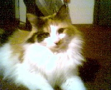 ki-ki the calico kitty