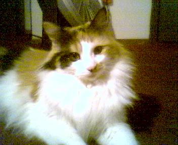 ki-ki the calico kitty