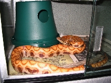 Hypo Rainbow Boa