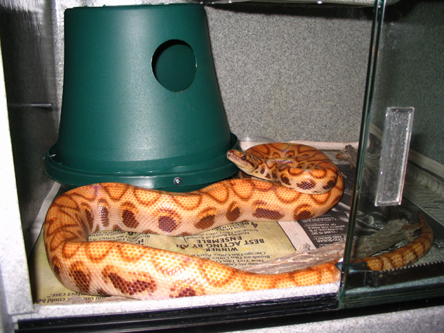 Hypo Rainbow Boa