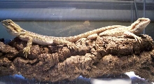Male / little female