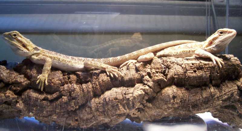 Male / little female