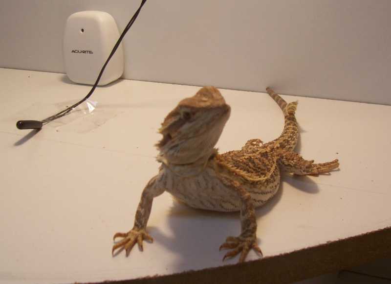red pastel  x flaming tiger