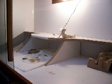 Cage inside