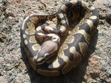 scaleless ball!