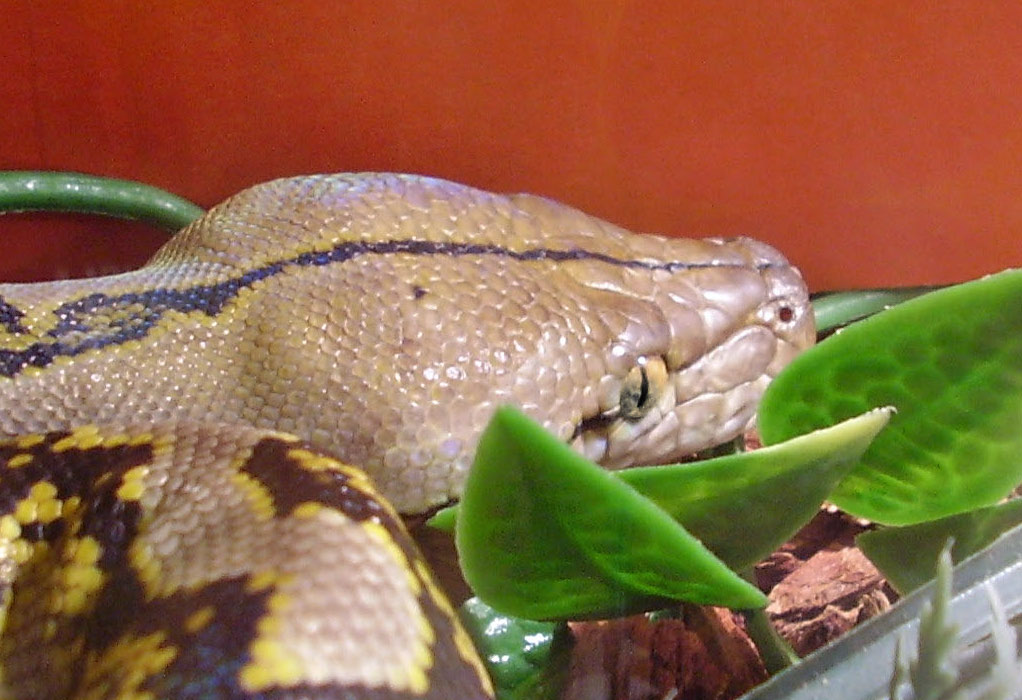 eye shot