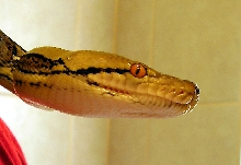 headshot