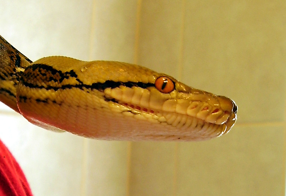 headshot