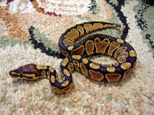 new addition - squiggles