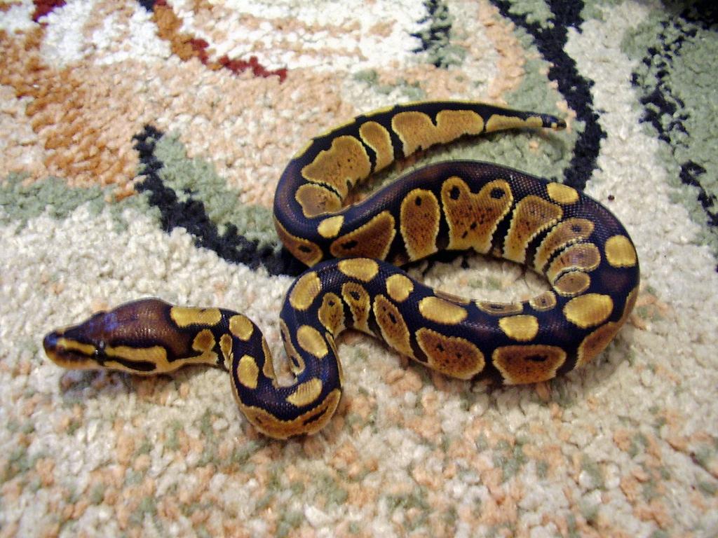 new addition - squiggles
